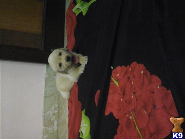 chandni Picture 1